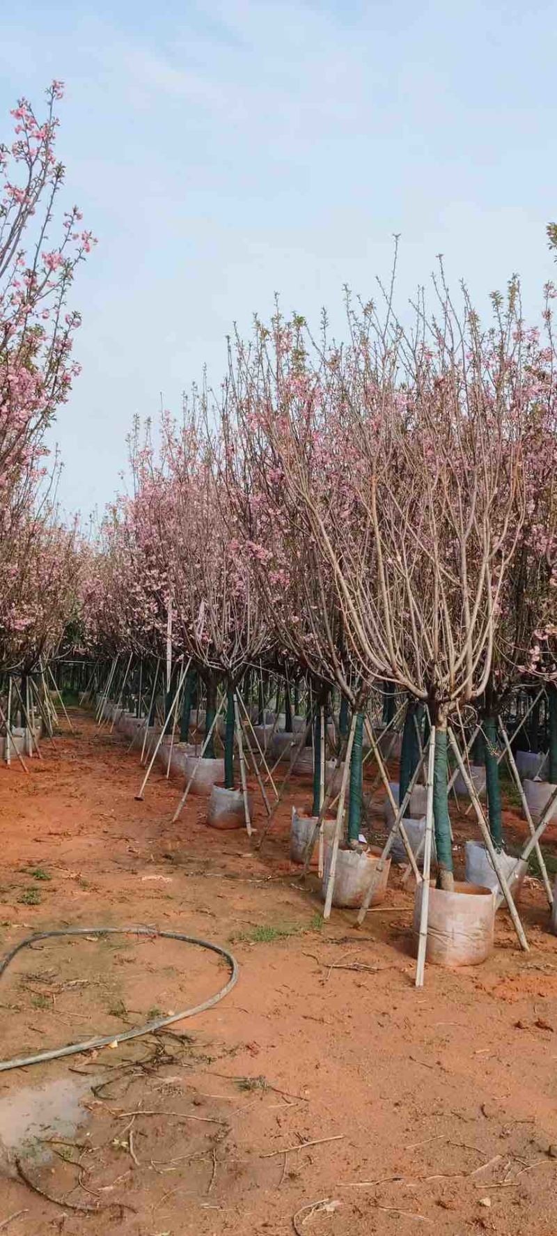 日本樱花3-20分，各种规格，大量低价出售