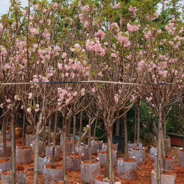 日本樱花3-20分，各种规格，大量低价出售