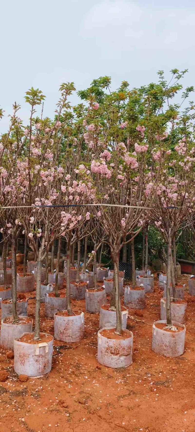 日本樱花3-20分，各种规格，大量低价出售