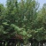 日本樱花3-20分，各种规格，大量低价出售