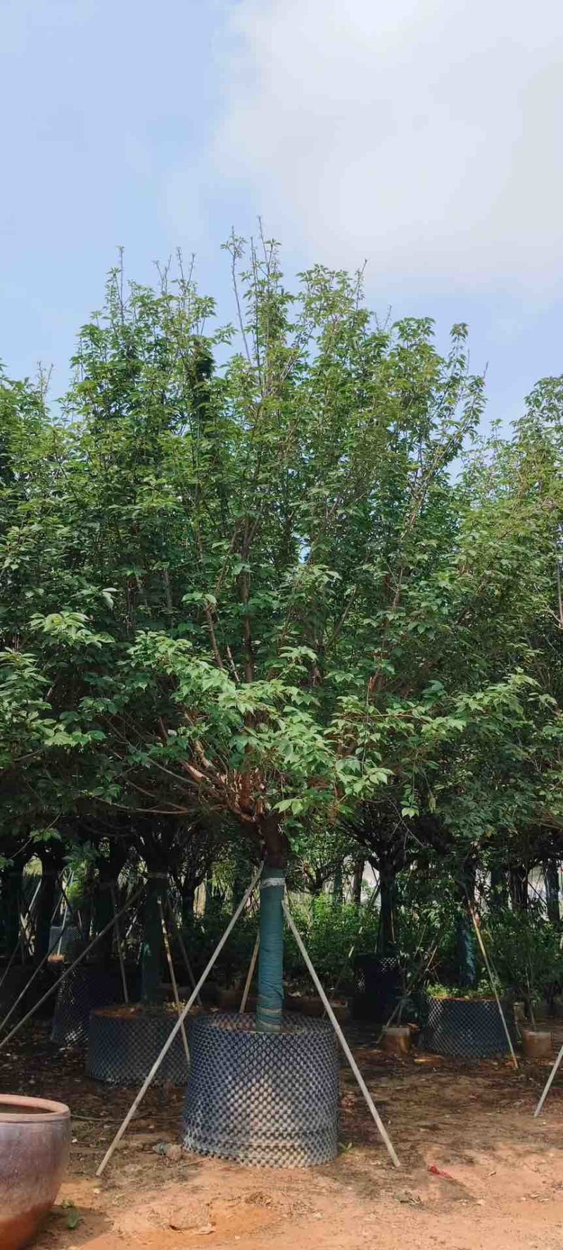 日本樱花3-20分，各种规格，大量低价出售