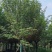 日本樱花3-20分，各种规格，大量低价出售
