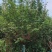 日本樱花3-20分，各种规格，大量低价出售