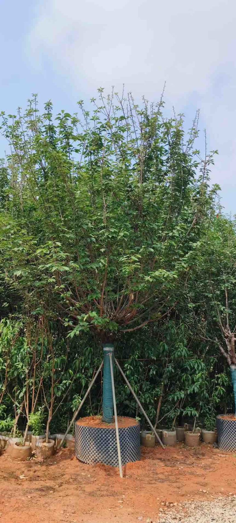 日本樱花3-20分，各种规格，大量低价出售