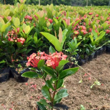 龙船花20-50高，3斤袋，7斤袋，盆苗，各种规格，大量现货