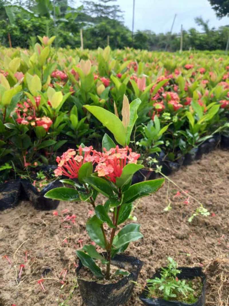 龙船花20-50高，3斤袋，7斤袋，盆苗，各种规格，大量现货
