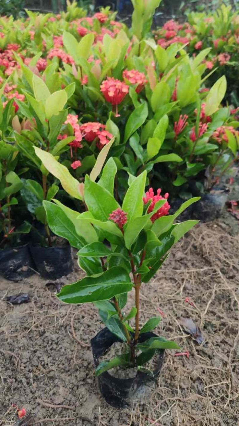 龙船花20-50高，3斤袋，7斤袋，盆苗，各种规格，大量现货