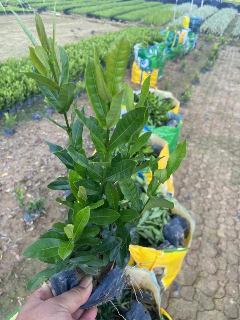 龙船花20-50高，3斤袋，7斤袋，盆苗，各种规格，大量现货