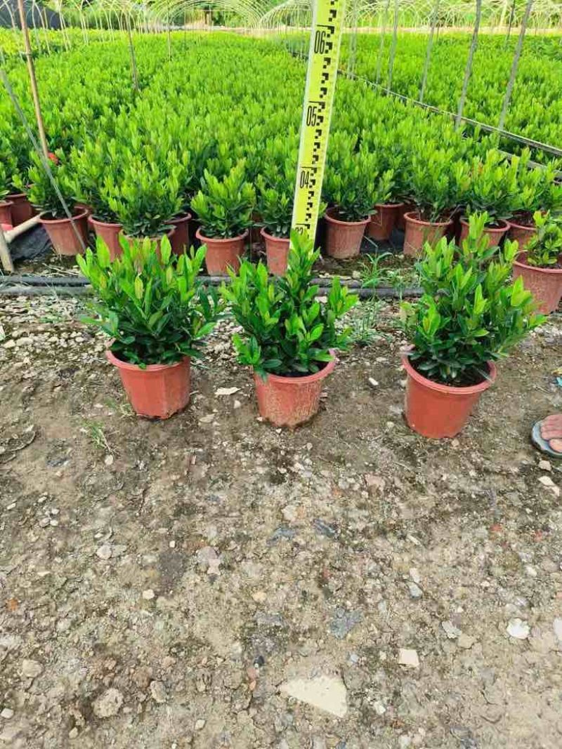 龙船花20-50高，3斤袋，7斤袋，盆苗，各种规格，大量现货