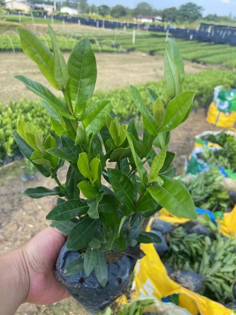 龙船花20-50高，3斤袋，7斤袋，盆苗，各种规格，大量现货