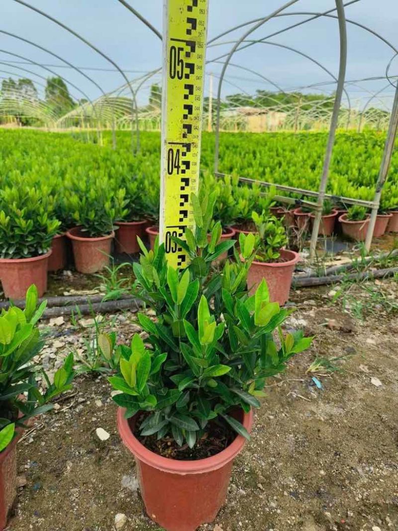 龙船花20-50高，3斤袋，7斤袋，盆苗，各种规格，大量现货