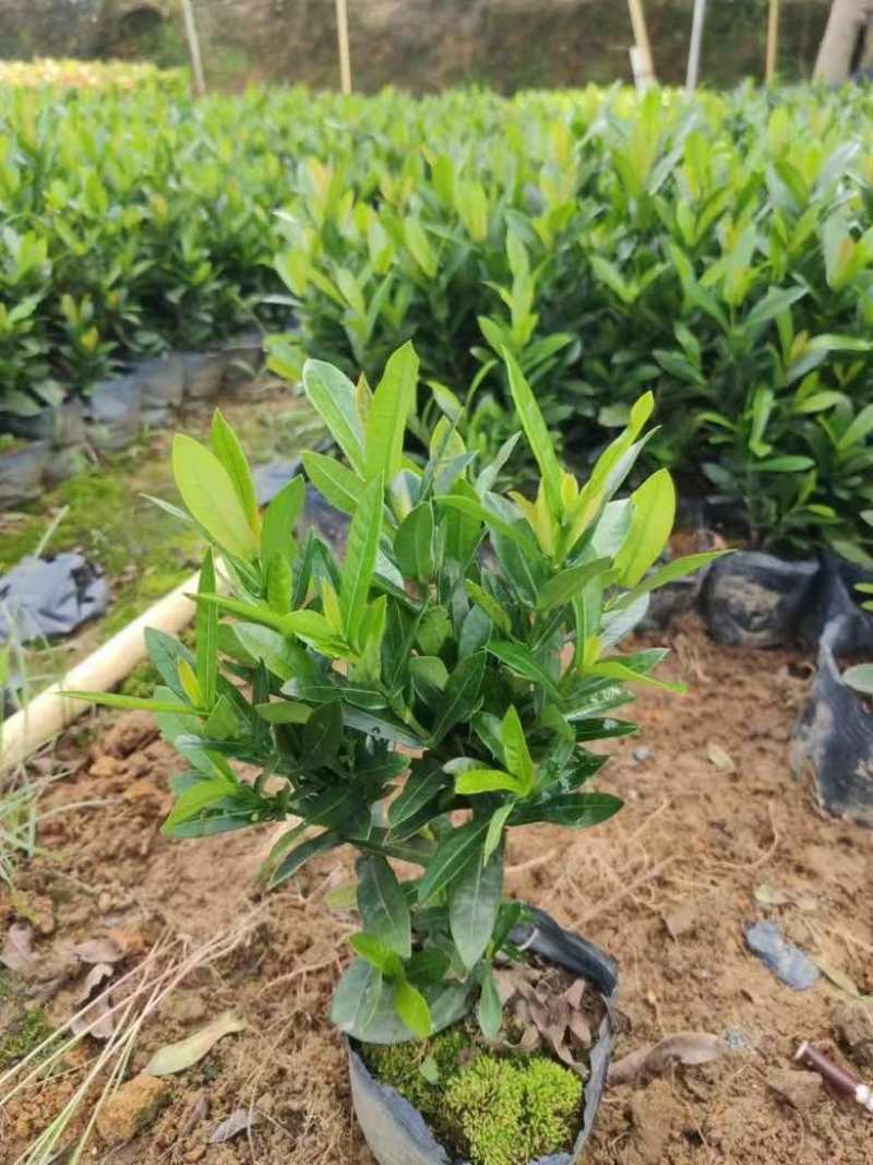 龙船花20-50高，3斤袋，7斤袋，盆苗，各种规格，大量现货