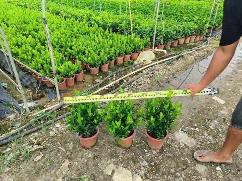 龙船花20-50高，3斤袋，7斤袋，盆苗，各种规格，大量现货