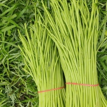 新鲜芦蒿现采现发
