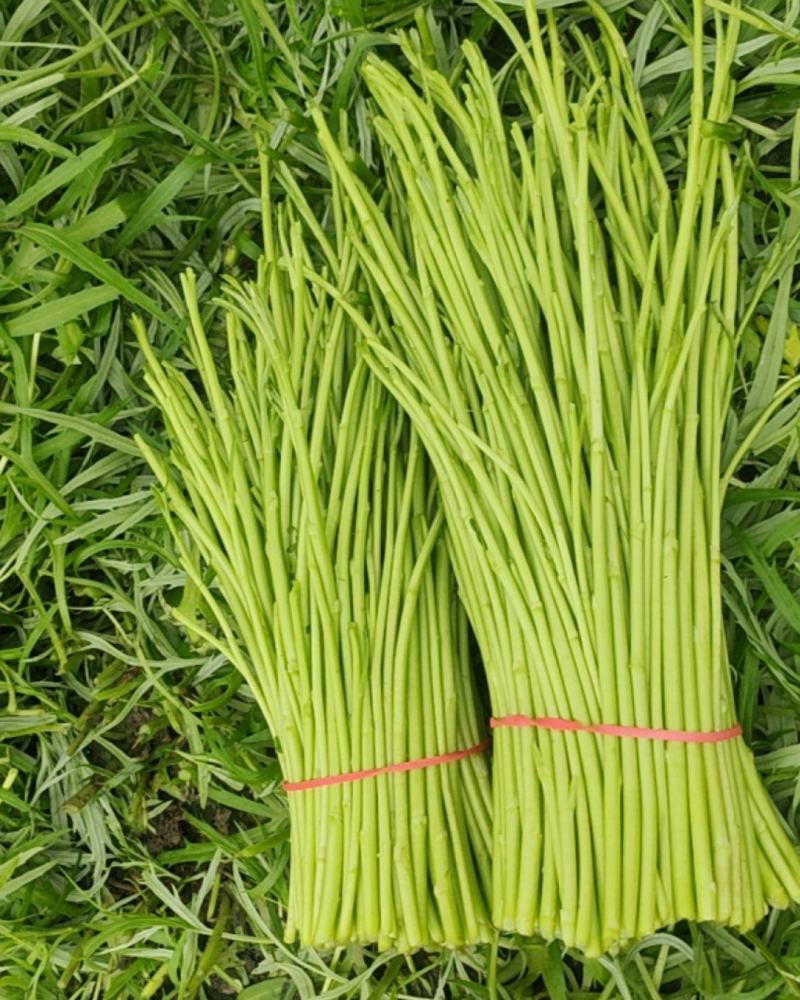 新鲜芦蒿现采现发