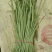 新鲜芦蒿现采现发