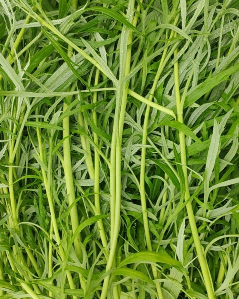 新鲜芦蒿现采现发