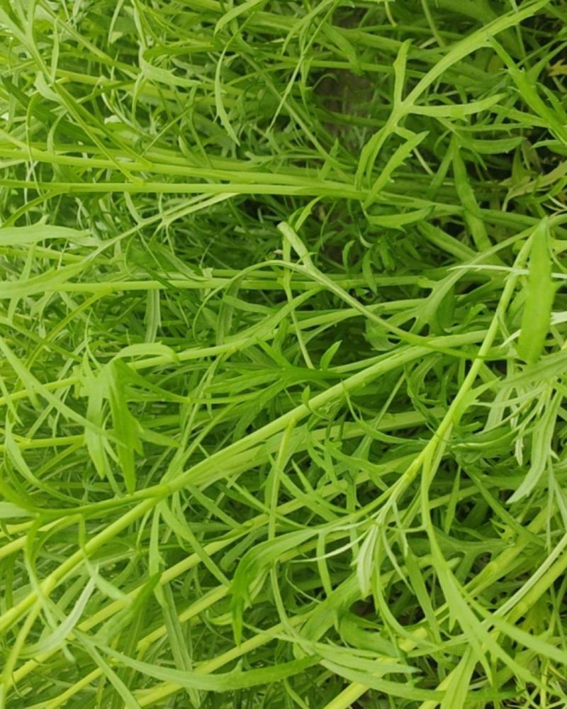 新鲜芦蒿现采现发