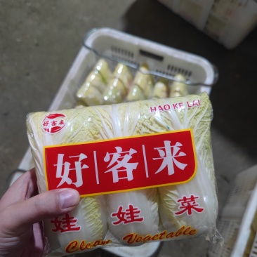娃娃菜黄娃绿娃