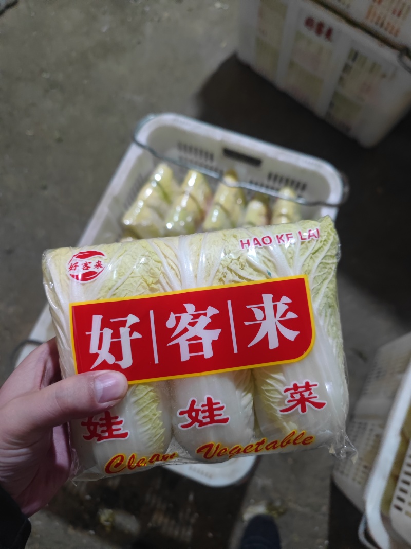 娃娃菜黄娃绿娃