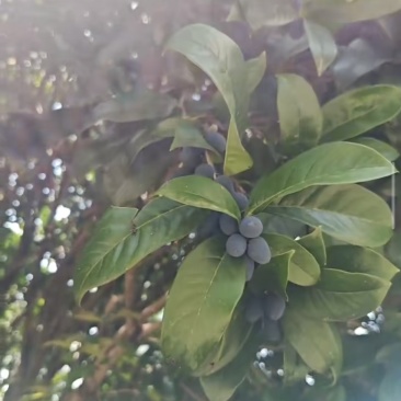 桂花籽