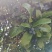 桂花籽