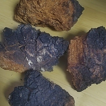 长白山野生桦树茸