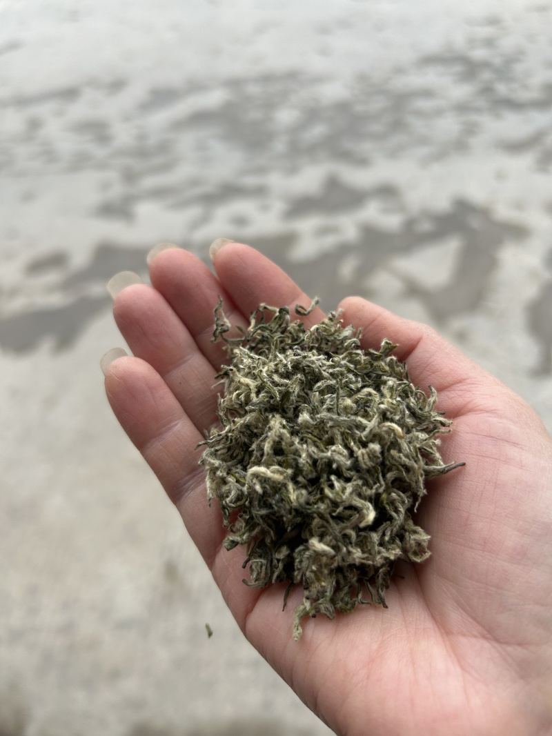 正宗都匀毛尖，独芽