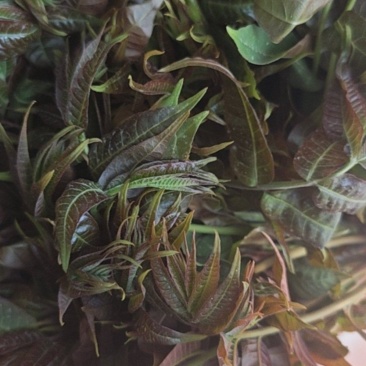 香椿芽