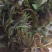 香椿芽