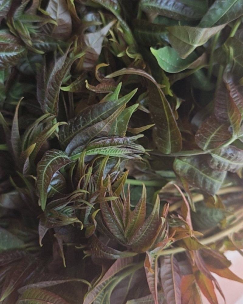 香椿芽