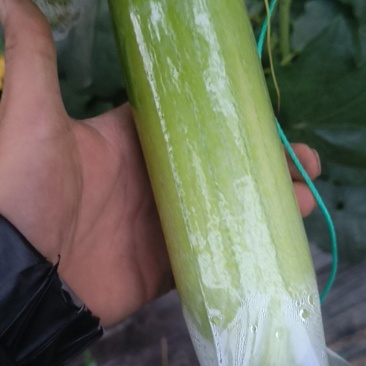 白玉丝瓜