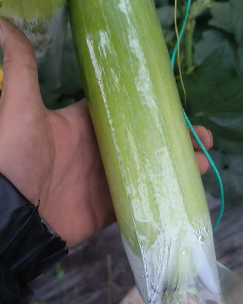 白玉丝瓜