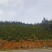黄山毛峰祁门红茶