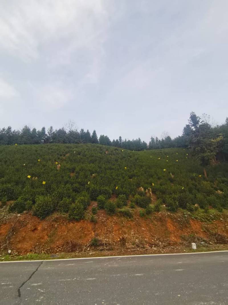 黄山毛峰祁门红茶
