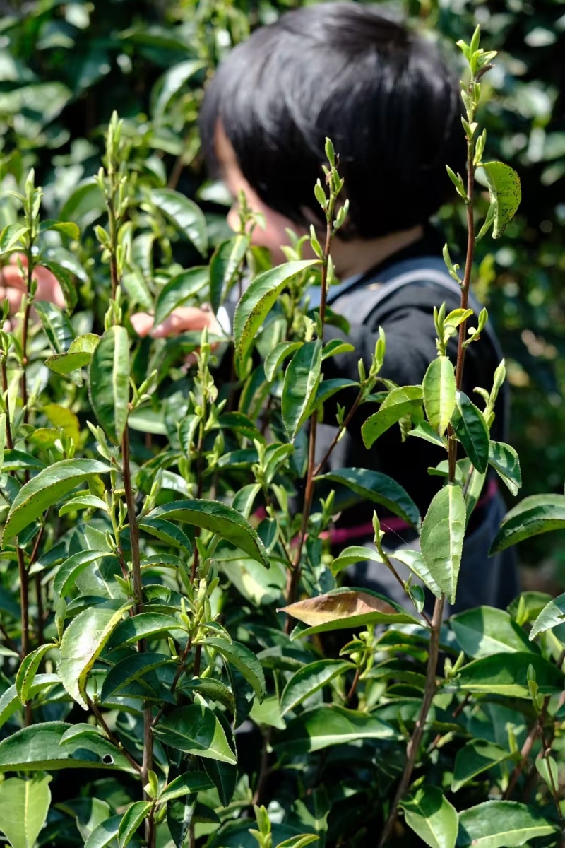 黄山毛峰祁门红茶