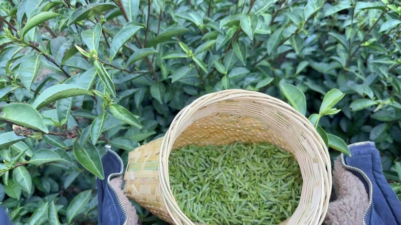 黄山毛峰祁门红茶