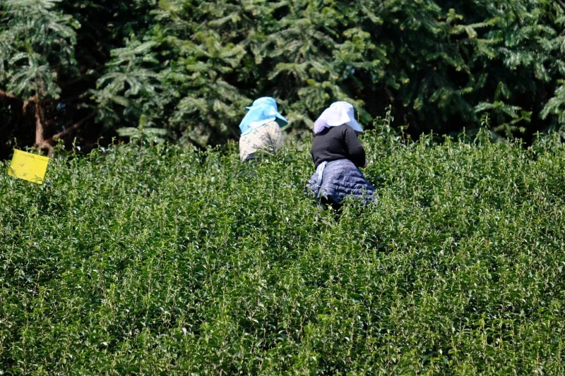 黄山毛峰祁门红茶