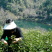 黄山毛峰祁门红茶