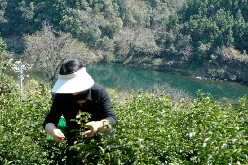 黄山毛峰祁门红茶