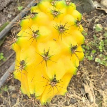 燕窝果
