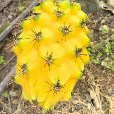 燕窝果