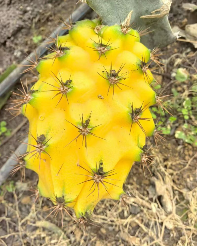 燕窝果