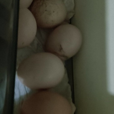 土鸡蛋