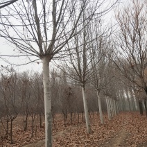 20公分法桐