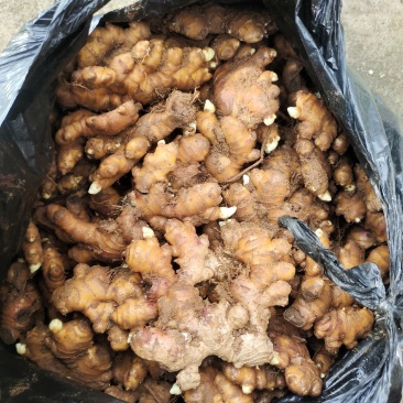生姜贵州安龙