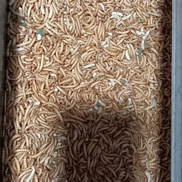 黄粉虫