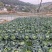 云南省保山市施甸县甸阳镇甸头村甸头一组