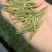 高山野生兰香茶