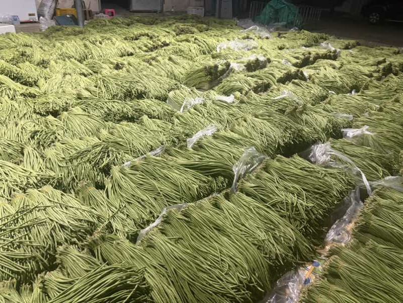 云南红河缸豆4月4号缸豆